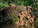 Photographer Orang Hutan Personal photos page WWW.PHOTODOM.C�