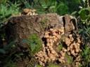 Photographer Orang Hutan Personal photos page WWW.PHOTODOM.C�