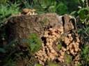 Photographer Orang Hutan Personal photos page WWW.PHOTODOM.C�