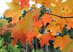 Acer saccharum - The Full Wiki