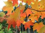 Acer saccharum - The Full Wiki