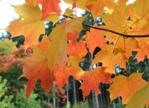 Acer saccharum - The Full Wiki