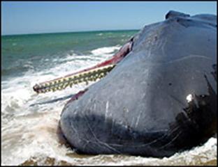 _40605440_whale203