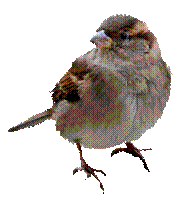 http://img1.liveinternet.ru/images/attach/c/6/92/56/92056459_MaryPop_Winter__59_.png