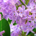 http://www.seniorschool.ru/wp-content/uploads/2009/07/0_83a5_82d9b16b_XL-150x150.jpg