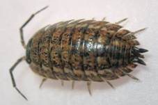 ��������: porcellio_spinic