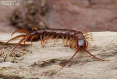 ��������: Lithobius%20forficatus%2000072
