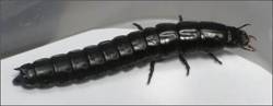 ��������: nemoralis-3lU