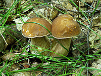 http://www.delfin-tour.ru/pic/belarus/eksk/priglashaet_stolica/gk2_m.jpg