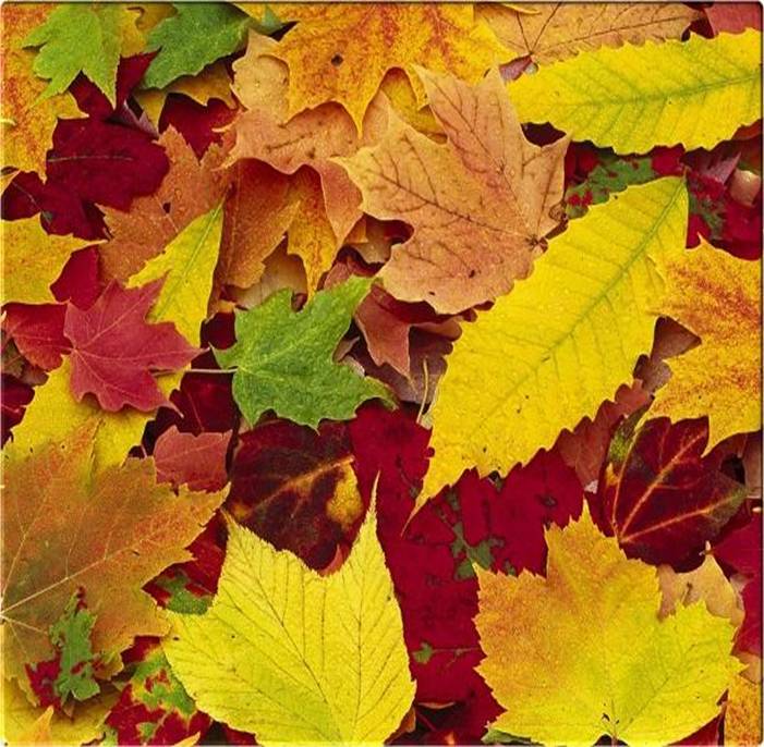 autumn-leaves-backgrounds-new-york-pictures.jpg