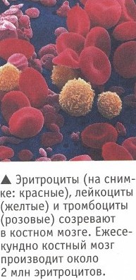 http://apteka.bsu.edu.ru/chel/organu_s/5.jpg