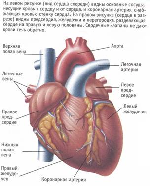 http://apteka.bsu.edu.ru/chel/skanfoto40/1.jpg