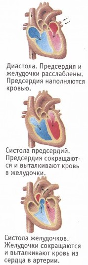 http://apteka.bsu.edu.ru/chel/skanfoto40/3.jpg