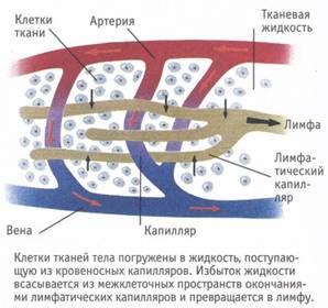 http://apteka.bsu.edu.ru/chel/skanfoto40/34.jpg