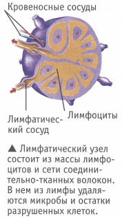 http://apteka.bsu.edu.ru/chel/skanfoto40/33.jpg