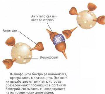 http://apteka.bsu.edu.ru/chel/skanfoto40/24.jpg