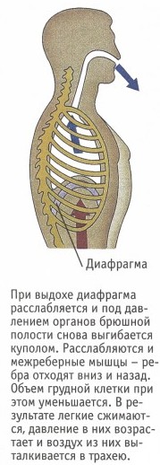 http://apteka.bsu.edu.ru/chel/skanfoto40/37.jpg