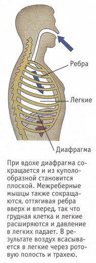 http://apteka.bsu.edu.ru/chel/skanfoto40/36.jpg