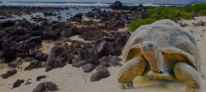 D:\Материалы ИННА ТУР\Туристический продукт\экскурсионка\!Перу\NEW\pic\Peru i Galapagosi ton.jpg