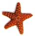 G:\������� �������\starfish.jpg