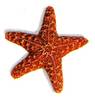 G:\������� �������\starfish.jpg