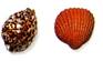 G:\������� �������\shells.jpg