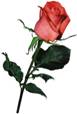 http://oazis-cvetov.ru/_ph/30/992910912.jpg?1437325600