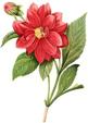 http://www.finerareprints.com/botanical/redoute/16092.jpg