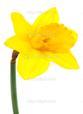 ��������: http://static5.depositphotos.com/1000205/488/i/950/depositphotos_4887180-Yellow-narcissus.jpg