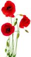 http://www.wanganuigreyhounds.co.nz/wp-content/uploads/7_Poppies.jpg