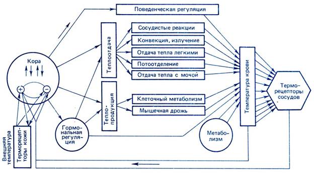 X:\Sazonov14\ThermoReg1.jpg