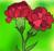 ��������: http://imgs.tuts.dragoart.com/how-to-draw-carnations_1_000000008137_5.jpg