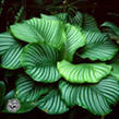 i?id=56632040-09