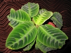 i?id=129529107-09