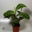 i?id=58110015-02
