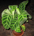 i?id=130548648-00