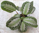 i?id=216196240-02