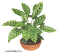 i?id=118198509-15