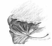 C:\Documents and Settings\sao\������� ����\����\drawing-pencil-karakalem-yaprak-leaf%20(4).jpg