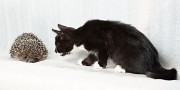 C:\Users\�������������\Desktop\��\2010_0730Felis_catus1839.jpg
