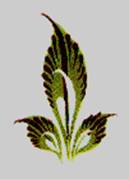 C:\Users\Людмила\Pictures\2011-02-13