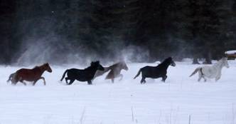 http://www.altai-tour.ru/upload/resize_cache/iblock/69d/610_320_240cd750bba9870f18aada2478b24840a/69d0bc669dcb82c62ca7eff71e58c361.JPG