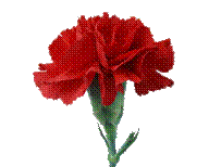 cvety0665