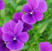 s3img_6061667_31799_19