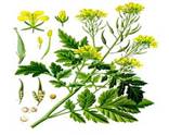 Sinapis alba - Köhler�s Medizinal-Pflanzen-265.jpg