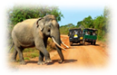 PINNAWALA.jpg