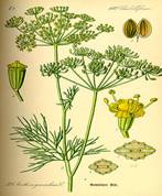 C:\Documents and Settings\�������������\������� ����\����� ��������\250px-Illustration_Anethum_graveolens0.jpg