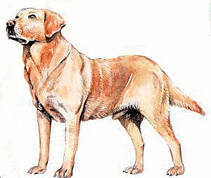 http://www.clipartpal.com/_thumbs/pd/animal/dog/Labrador_Retriever.png