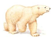 Описание: http://zooclub.ru/attach/wild/237.jpg