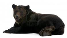 Сибирский